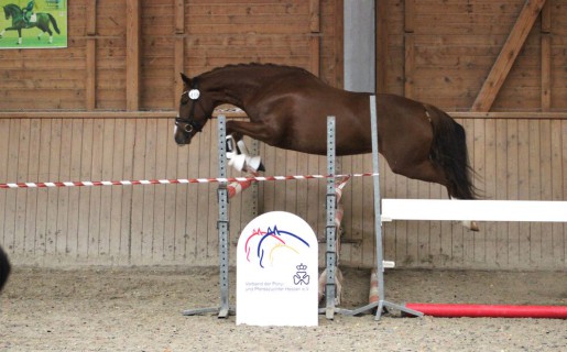 15 Stuten verschiedener Ponyrassen erfolgreich geprüft