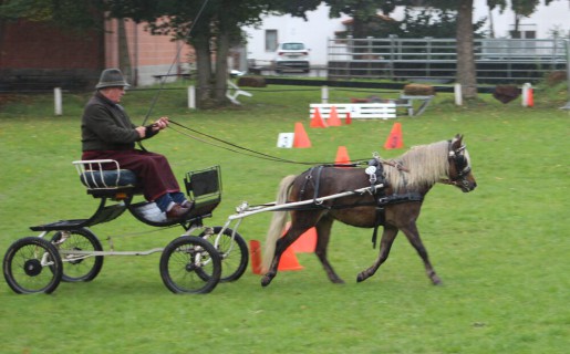 Erfolgreiche Feldprüfung für Kaltblüter und Ponys zum ersten Mal in Fritzlar
