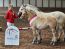 Nachzügler Termin des Verbandes der Pony- und Pferdezüchter Hessen e.V.