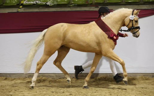 Süddeutsche Hengstkörung am 28. Februar 2026