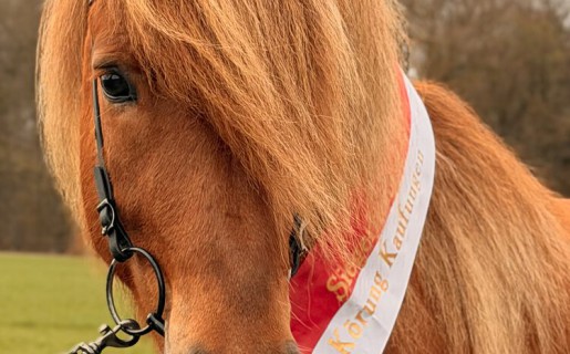 Isländer Körung in Kaufungen auf dem Gestüt Ellenbach